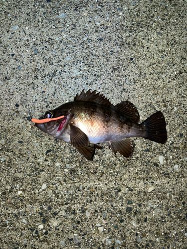 メバルの釣果