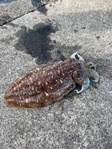 コウイカの釣果