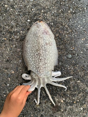 シリヤケイカの釣果