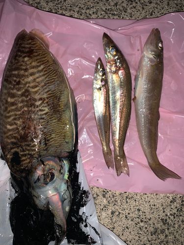 コウイカの釣果