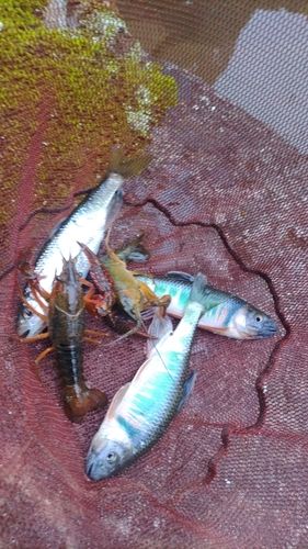 オイカワの釣果