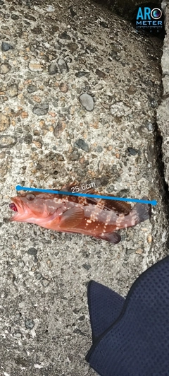キジハタの釣果