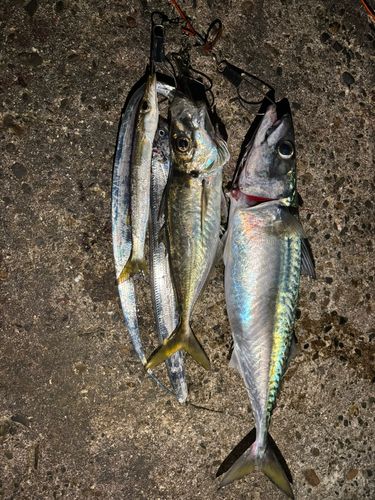 サバの釣果