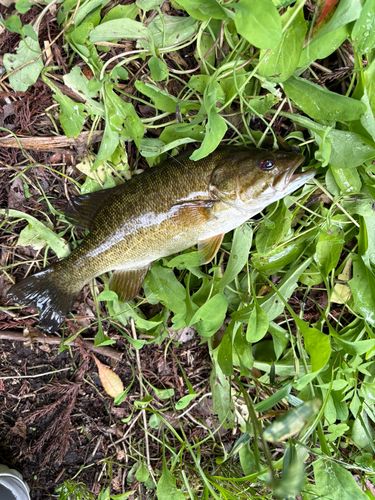 スモールマウスバスの釣果
