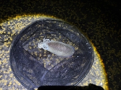 シリヤケイカの釣果