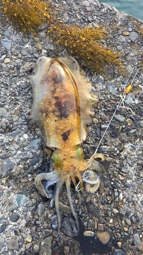 アオリイカの釣果
