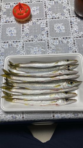カマスの釣果