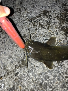 ニホンナマズの釣果