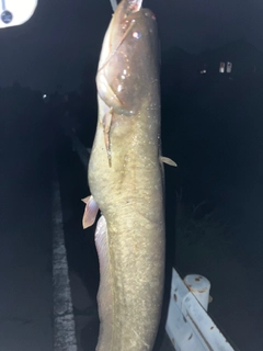 ニホンナマズの釣果