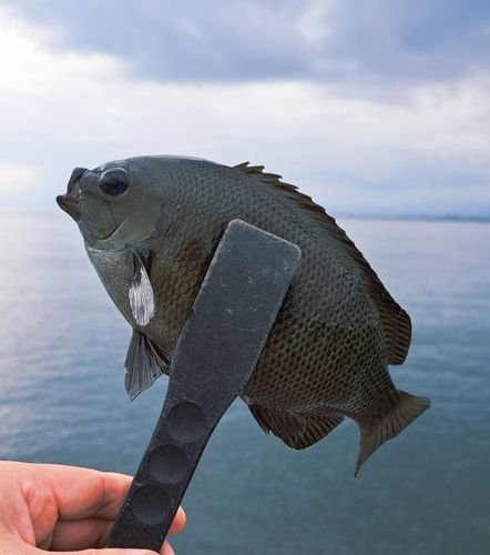 メジナの釣果