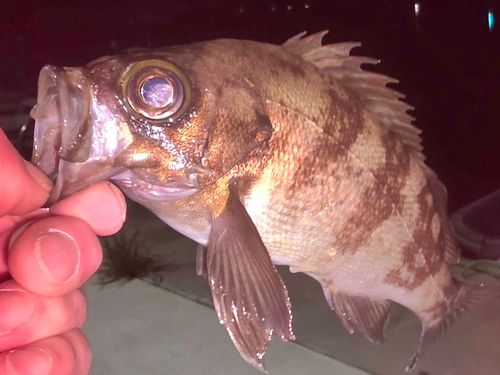 メバルの釣果