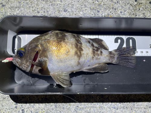メバルの釣果