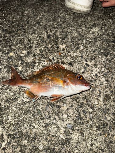 フエダイの釣果