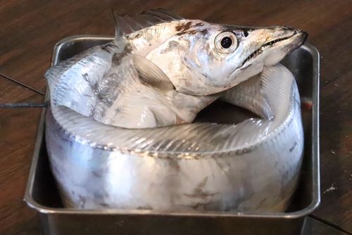 タチウオの釣果