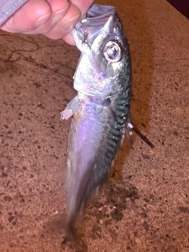 サバの釣果