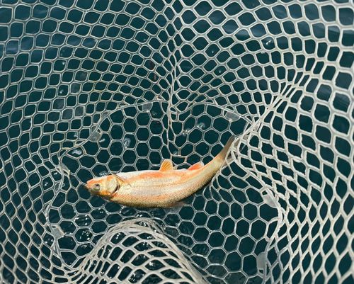 ウグイの釣果