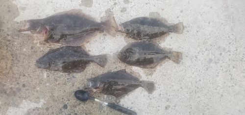 ソゲの釣果