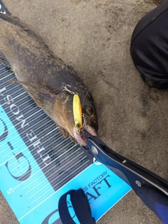 アイナメの釣果