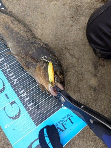 アイナメの釣果