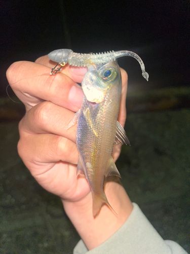 ムツの釣果
