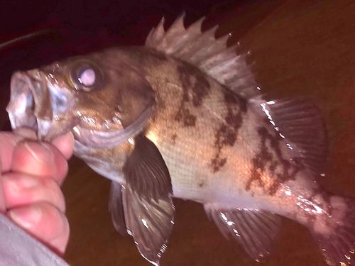 メバルの釣果