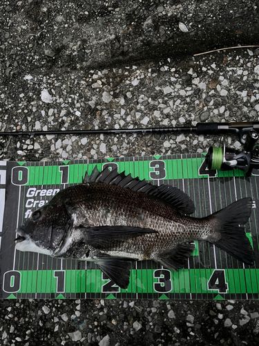 チヌの釣果