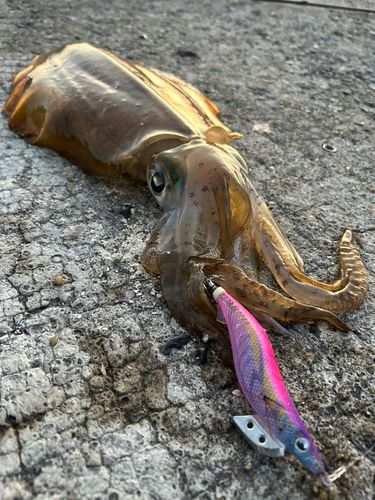 アオリイカの釣果