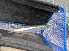 カタクチイワシの釣果