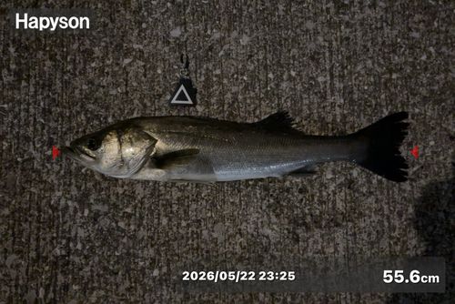 シーバスの釣果