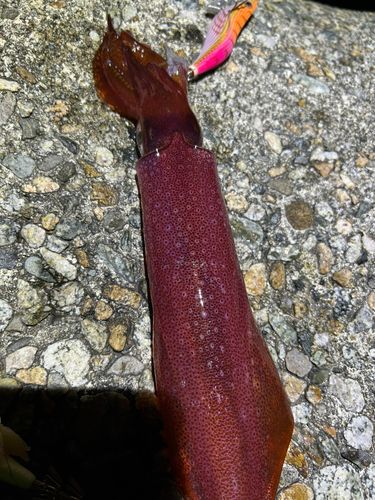 ケンサキイカの釣果