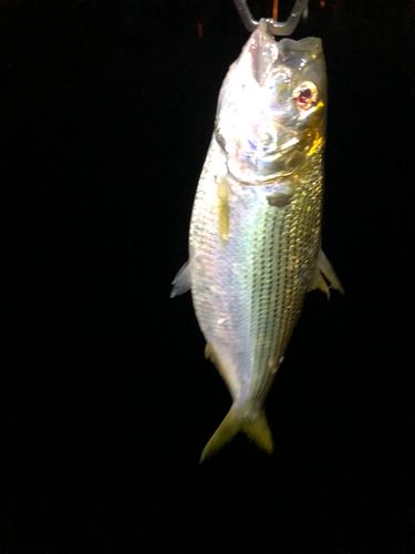 コノシロの釣果