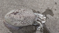 イカの釣果