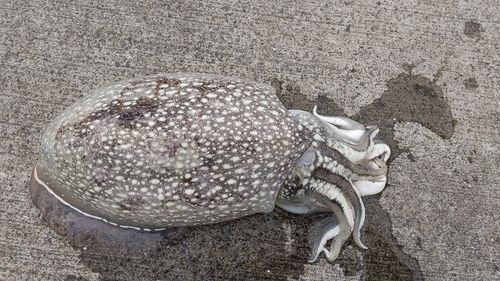 イカの釣果