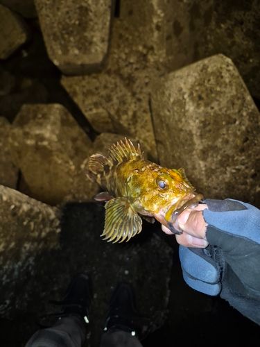 アラカブの釣果