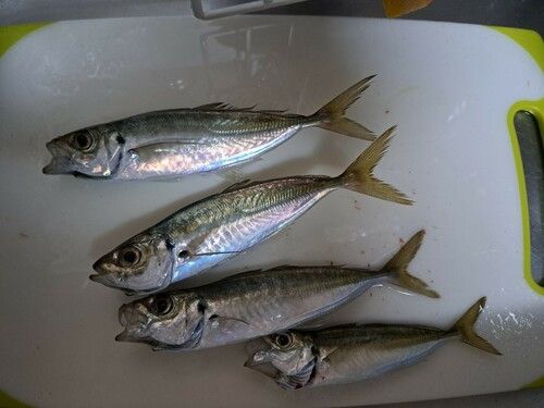 アジの釣果