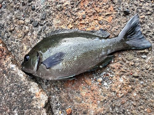 メジナの釣果