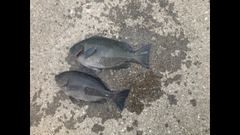 グレの釣果