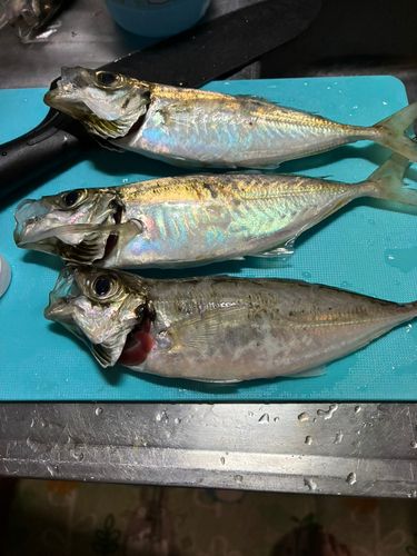 アジの釣果
