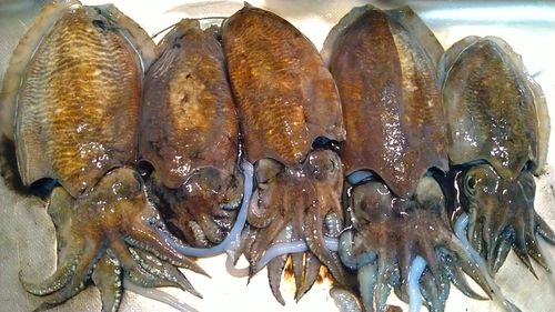 コウイカの釣果