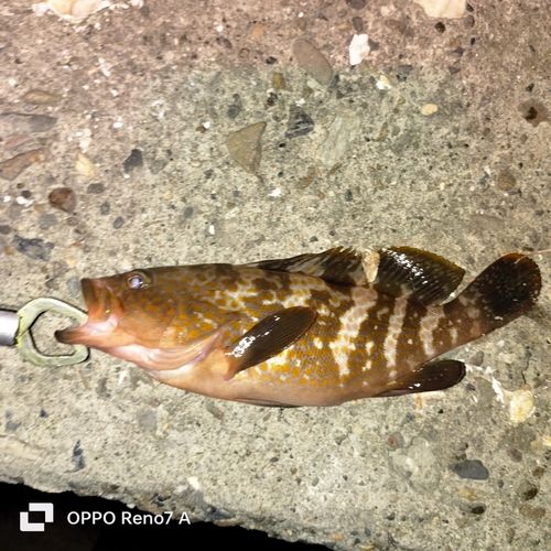 アコウの釣果