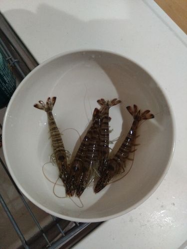 エビの釣果