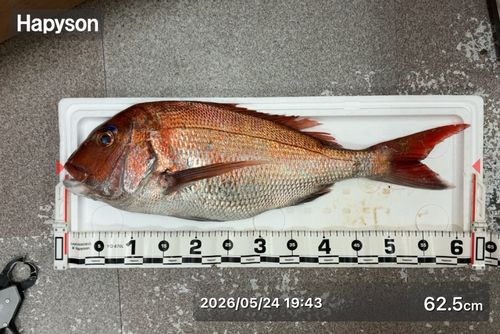 マダイの釣果