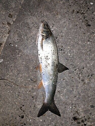 ウグイの釣果