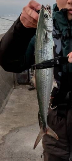 サゴシの釣果