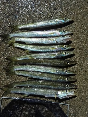 カマスの釣果