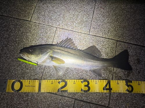 シーバスの釣果