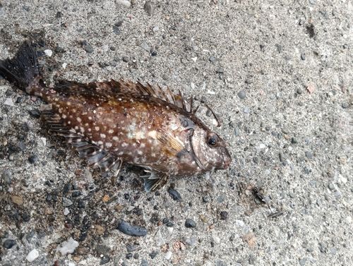 アイゴの釣果
