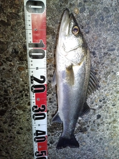 フッコ（マルスズキ）の釣果