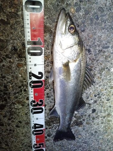 フッコ（マルスズキ）の釣果