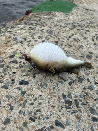 アカハゼの釣果